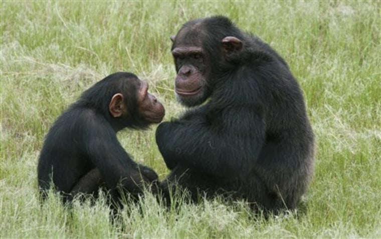 Chimpanzees sit in an enclosure at the Chimpanzee Eden rehabilitation center, near Nelspruit, South Africa, in this 2011 photo. A study of chimps and orangutans released on Monday finds the same pattern of changes in happiness through life as many studies find in people.